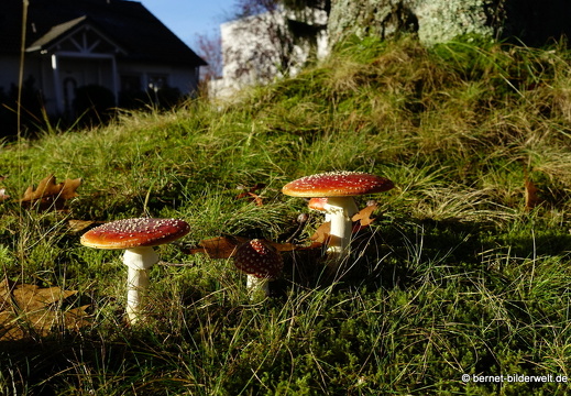 21-11-09-rheinstrasse-fliegenpilz-009