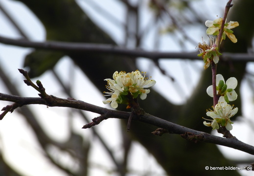 21-11-10-weinberge-zwetschgenblueten-004