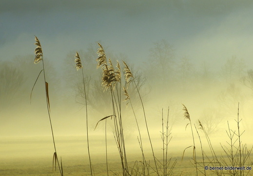 21-12-31-salzwaesserle-alteb3-morgendaemmerung- -180