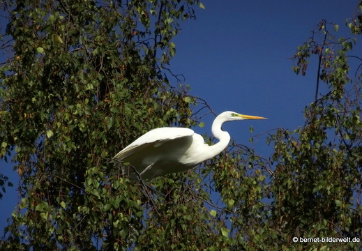 20-09-03-stoeckich-reiher-007