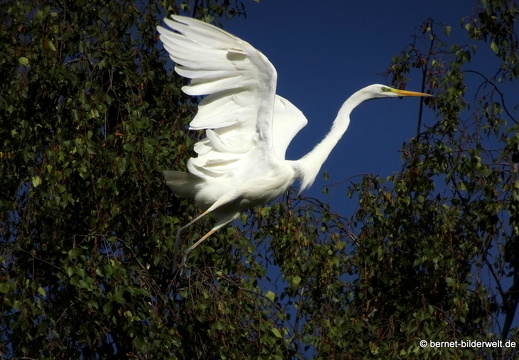 20-09-03-stoeckich-reiher-009
