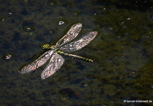 20-09-09-sandsee-libelle-002