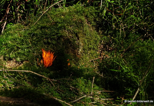 20-09-09-sandsee-korallenpilz-004