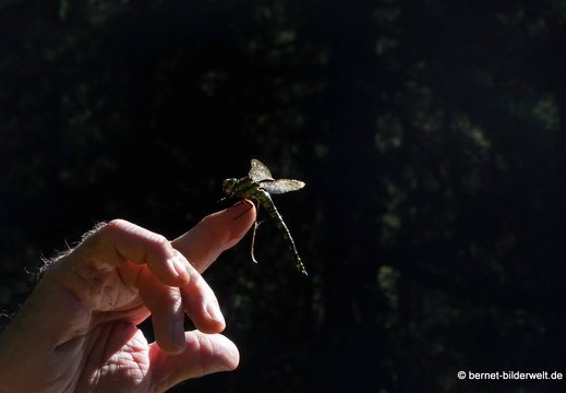 20-09-09-sandsee-libelle-004