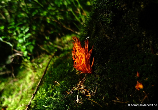 20-09-09-sandsee-korallenpilz-001