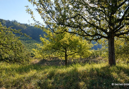 20-09-15-guckenhuette-091