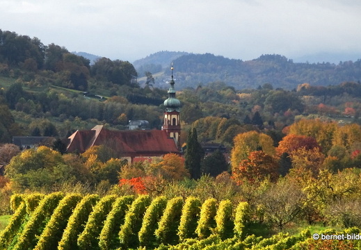 20-10-24-weinberge-037