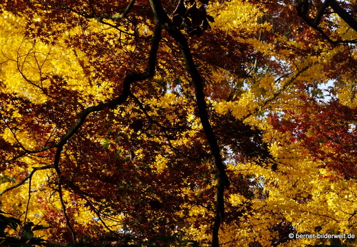 20-10-25-guckenhuette-133