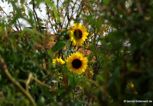 20-09-03-buehl-zentrum-005