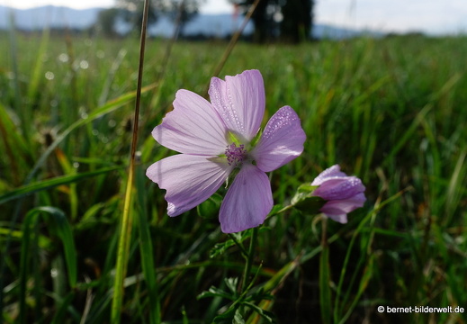 20-09-03-stoeckich-038