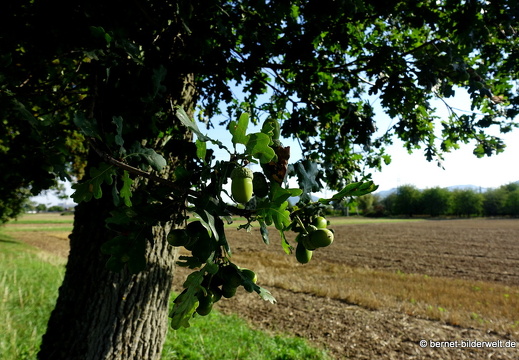 20-09-03-stoeckich-068