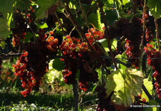 20-09-04-carl-netter-turm-spaziergang-048
