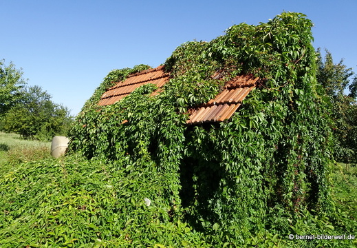 20-09-04-carl-netter-turm-spaziergang-weinberghuette-