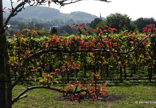 20-09-30-buehl-weinberge-007