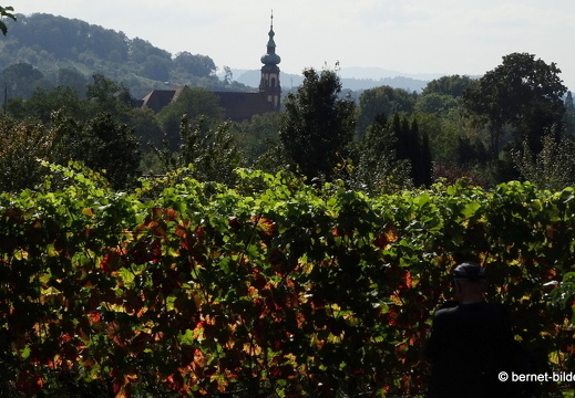 20-09-30-buehl-weinberge-015