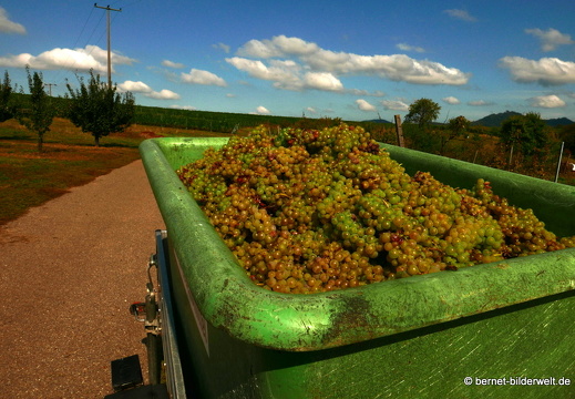 20-09-30-buehl-weinberge-trauben-