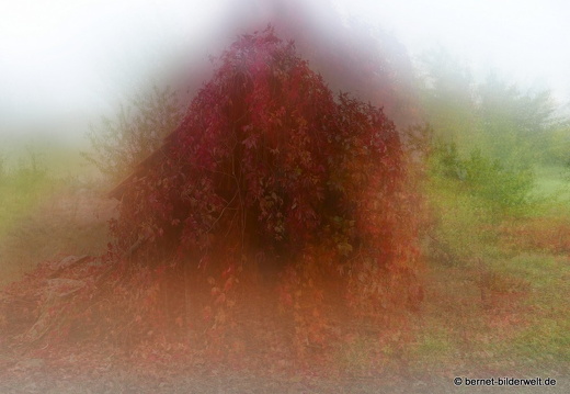 20-10-17-weinberge-collage-