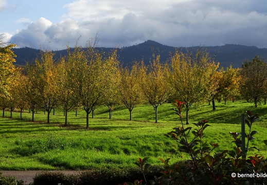 20-10-24-weinberge-014