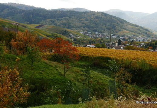 20-10-24-weinberge-023