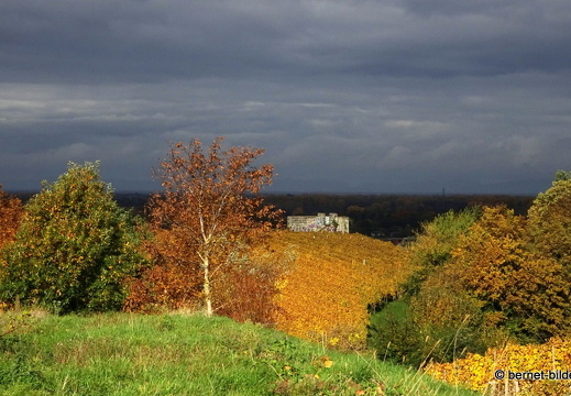20-10-24-weinberge-039
