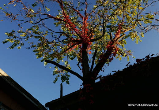 20-10-24-zentrum-johannespassage-018