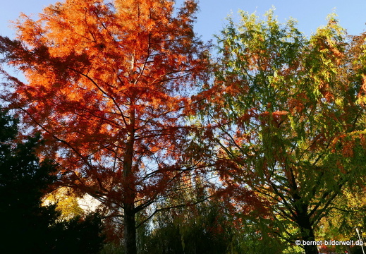 20-10-24-zentrum-stadtgarten-009