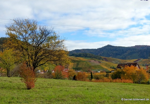 20-10-27-carl-netter-turm-weinberge-012