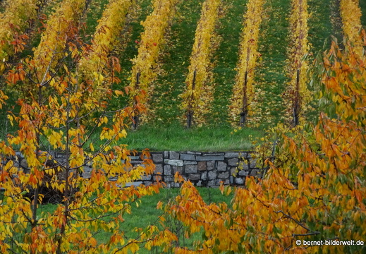 20-10-30-weinberge-007