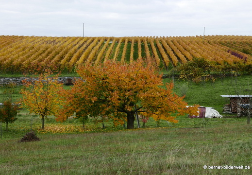 20-10-30-weinberge-009