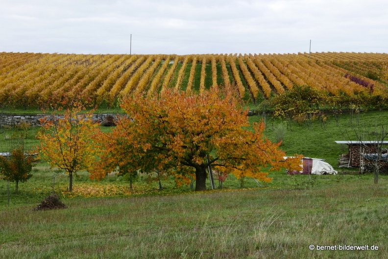 20-10-30-weinberge-009.JPG