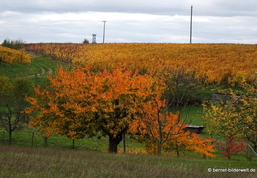 20-10-30-weinberge-015
