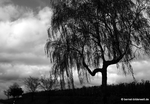 20-10-30-weinberge-020