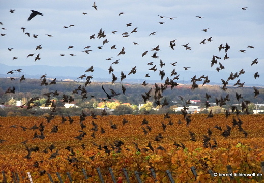 20-10-30-weinberge-047
