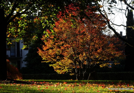 20-11-05-stadtgarten-017