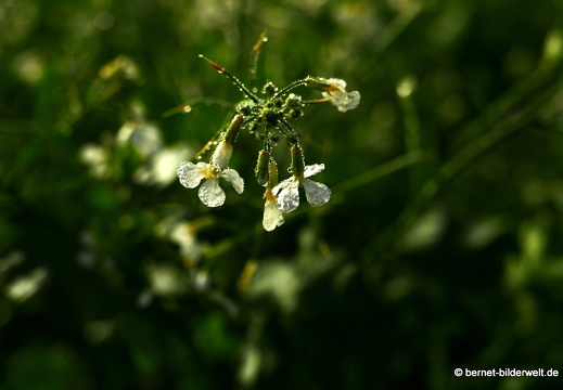 20-11-08-stoeckich-059