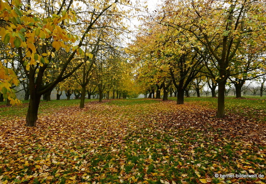 20-11-11-frieden-004