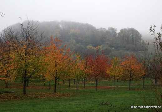 20-11-11-frieden-012