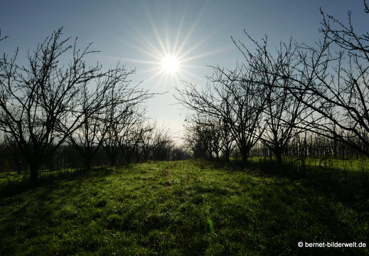 20-12-18-weinberge -015