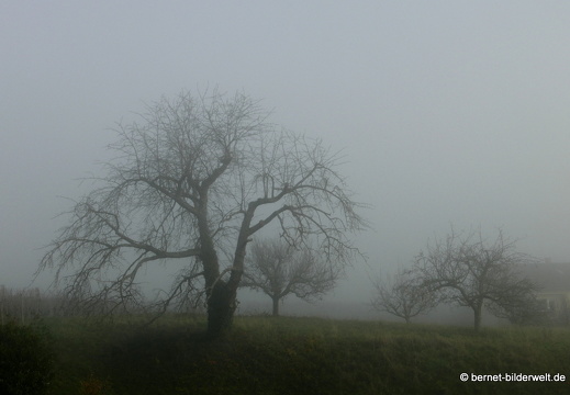 20-12-18-weinberge -034