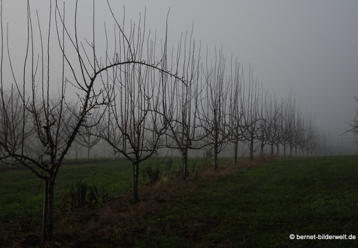 20-12-18-weinberge -054