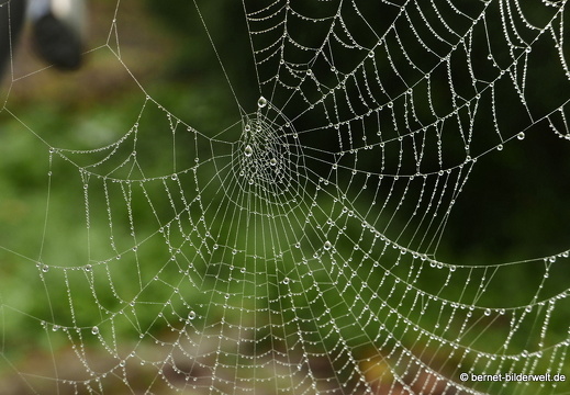 20-12-18-weinberge -064