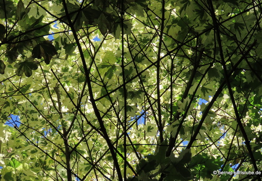 22-06-11-stadtgarten-blaetter-009