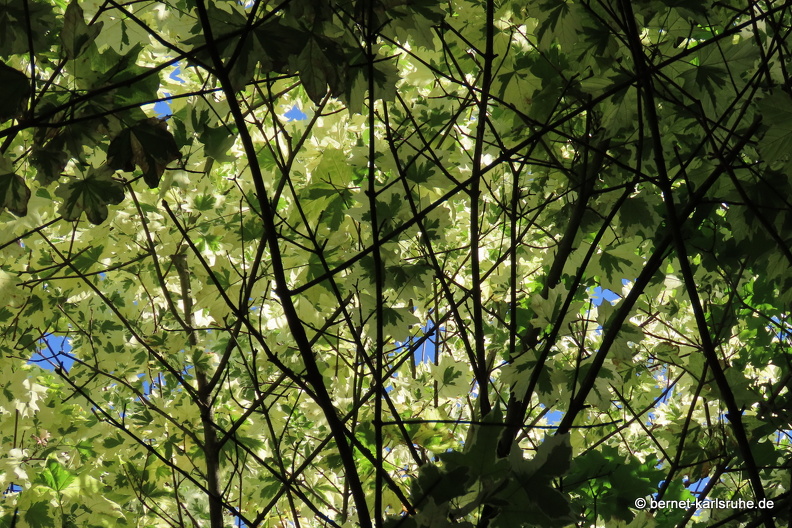 22-06-11-stadtgarten-blaetter-009.JPG