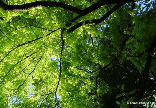22-06-11-stadtgarten-blaetter-020