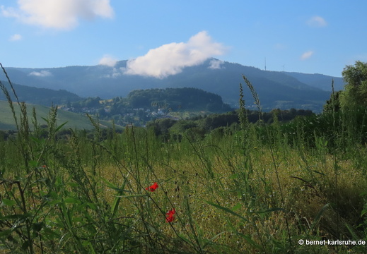 22-06-26-alteb3-bienenweide-.-234