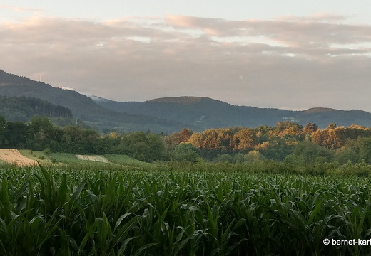 22-06-28-alteb3-fruehnebel-004