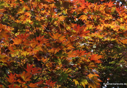 22-06-29-stadtgarten-herbstfarben-