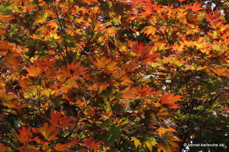 22-06-29-stadtgarten-herbstfarben-.JPG