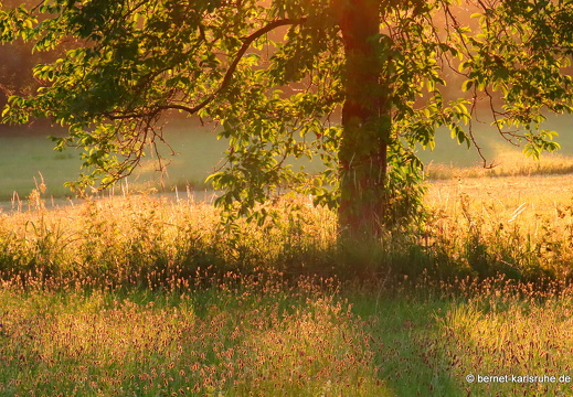 22-07-19-alteb3-morgenstimmung-005