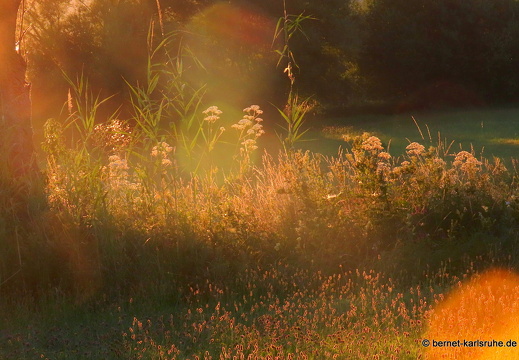 22-07-19-alteb3-morgenstimmung-008